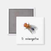 D. melanogaster magnet (Voorkant / Achterkant)