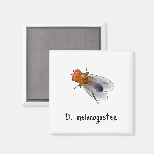 D. melanogaster magnet (Voorkant / Achterkant)