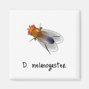 D. melanogaster magnet