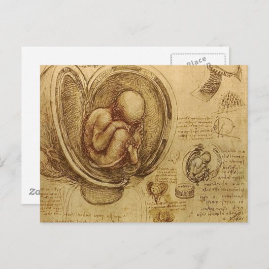 da Vinci - Embryo Sketch Briefkaart (Voorkant / Achterkant)