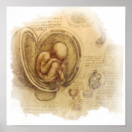da Vinci - Embryo Sketch Poster (Voorkant)
