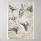 Da Vinci, Leonardo - Studie naar de anatomie Poster (Voorkant)