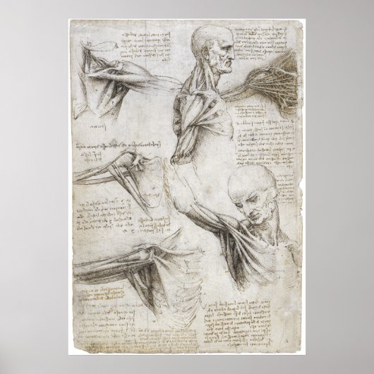 Da Vinci, Leonardo - Studie naar de anatomie Poster (Voorkant)