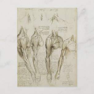 Da Vinci's Human Skeleton Anatomy Sketches Briefkaart
