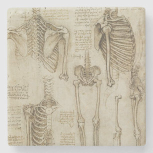 Da Vinci's Human Skeleton Anatomy Sketches Stenen Onderzetter