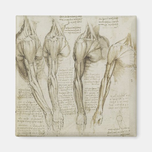 Da Vinci's menselijke arm anatomie Magneet (Voorkant)