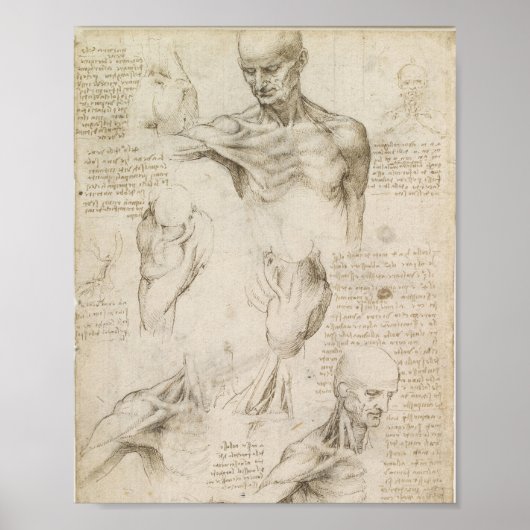 Da Vinci's oppervlakkige anatomie van de schouder Poster (Voorkant)