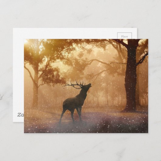 Daas in het bos briefkaart (Voorkant / Achterkant)