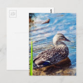 Dabbling Ripples Briefkaart (Voorkant / Achterkant)