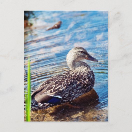 Dabbling Ripples Briefkaart (Voorkant)