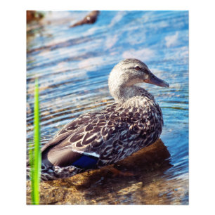 Dabbling Ripples Foto Afdruk