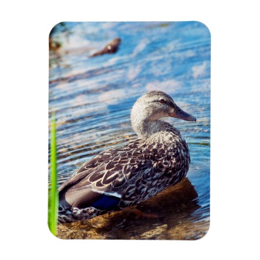 Dabbling Ripples Magneet (Verticaal)