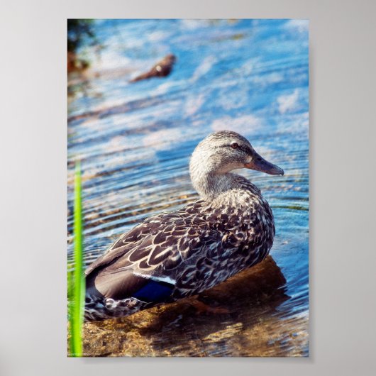 Dabbling Ripples Poster (Voorkant)