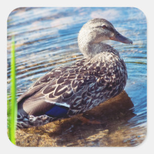 Dabbling Ripples Vierkante Sticker