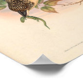 Dacelo Tyro Kingfisher  Vogel uit Azië Poster (Hoek)