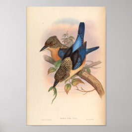 Dacelo Tyro Kingfisher Vogel uit Azië Poster