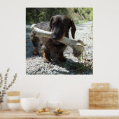 Dachshond Poster (Keuken)