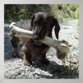 Dachshond Poster (Voorkant)