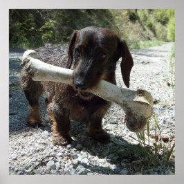 Dachshond Poster