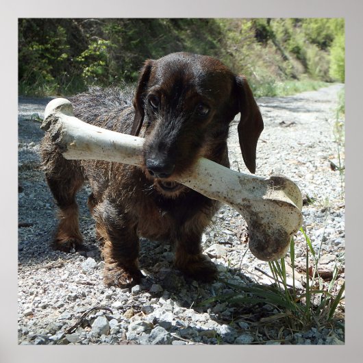 Dachshond Poster (Voorkant)