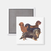Dachshond Variëteiten Magneet (Voorkant / Achterkant)