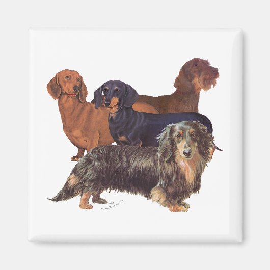Dachshond Variëteiten Magneet (Voorkant)