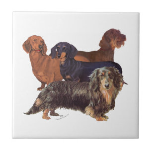 Dachshond Variëteiten Tegeltje