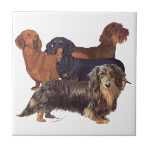 Dachshond Variëteiten Tegeltje
