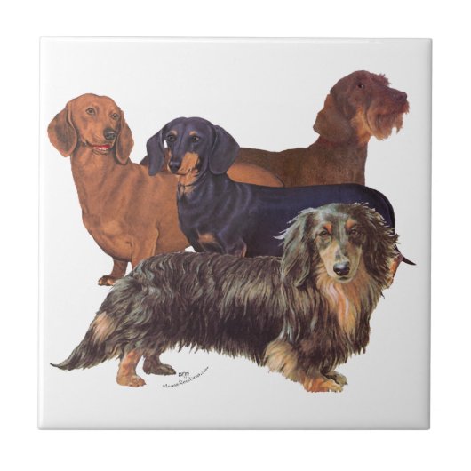 Dachshond Variëteiten Tegeltje (Voorkant)