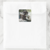 Dachshond Vierkante Sticker (Tas)