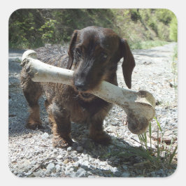Dachshond Vierkante Sticker