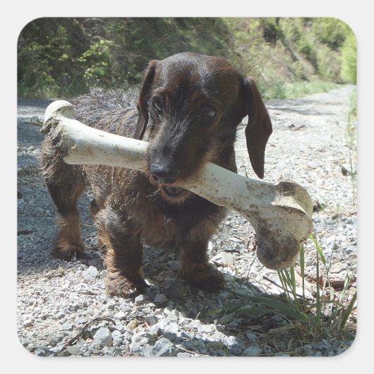 Dachshond Vierkante Sticker (Voorkant)