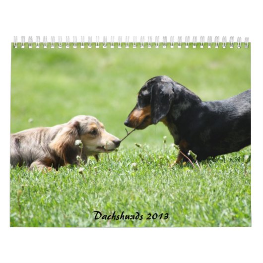 Dachshund 2013 kalender (Hoes)