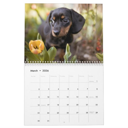 Dachshund Aangepaste jaarkalender Kalender (Mar 2026)