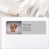 Dachshund Adresetiketten Etiket (Insitu)