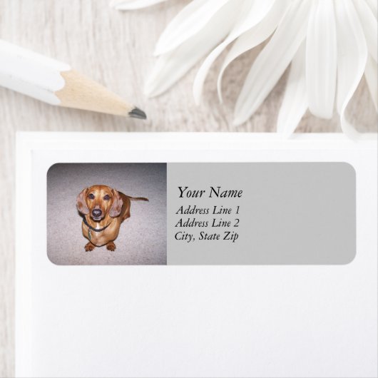 Dachshund Adresetiketten Etiket (Insitu)