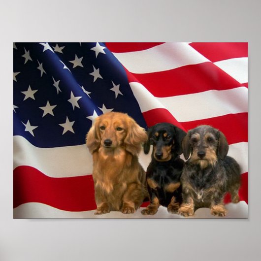 Dachshund America Poster (Voorkant)