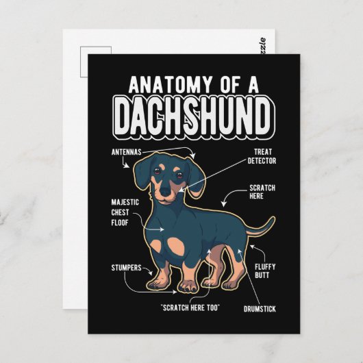 Dachshund Anatomy Funny Dog Briefkaart (Voorkant / Achterkant)