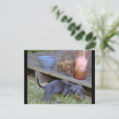 Dachshund baby's postkaarten (Staand voorkant)