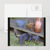Dachshund baby's postkaarten (Voorkant / Achterkant)
