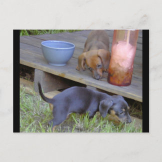 Dachshund baby's postkaarten