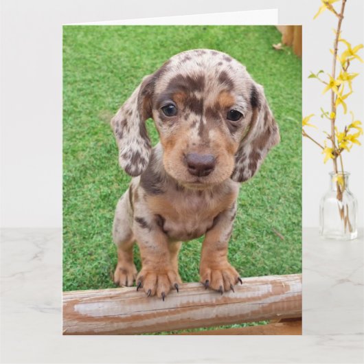 Dachshund Birthday-kaart Kaart (Gele Bloem)