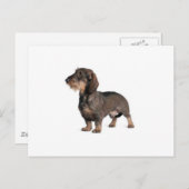 Dachshund Briefkaart (Voorkant / Achterkant)