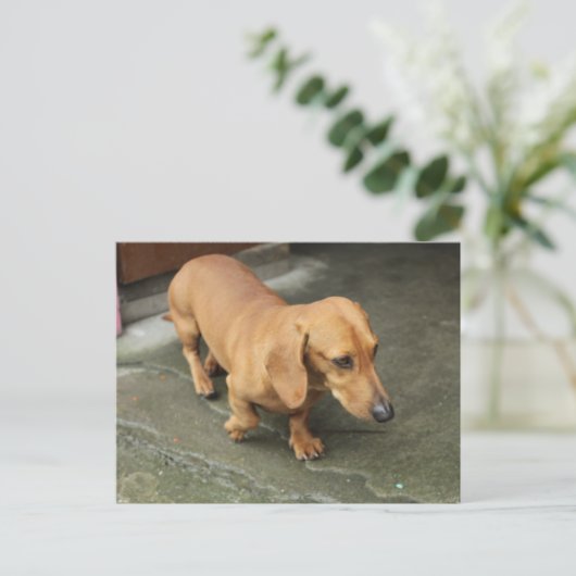Dachshund Briefkaart (Staand voorkant)