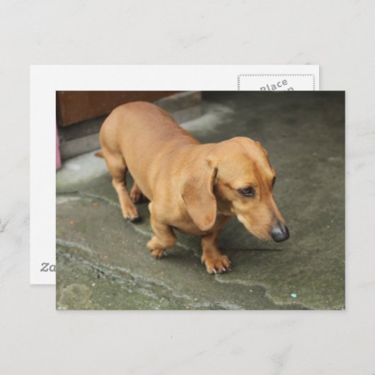 Dachshund Briefkaart (Voorkant / Achterkant)