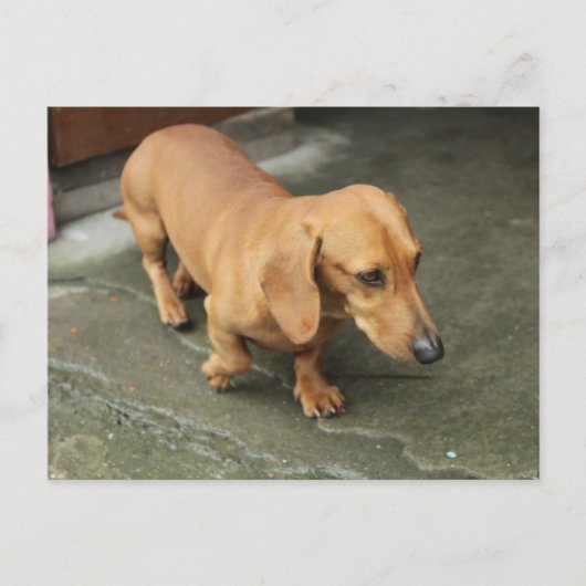Dachshund Briefkaart (Voorkant)