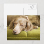 Dachshund Briefkaart (Voorkant / Achterkant)
