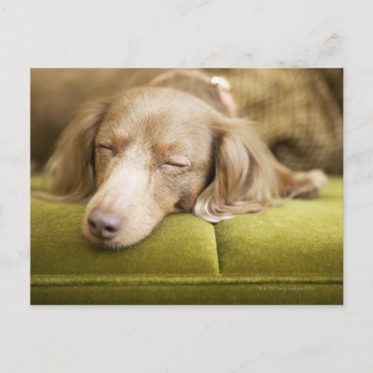 Dachshund Briefkaart (Voorkant)