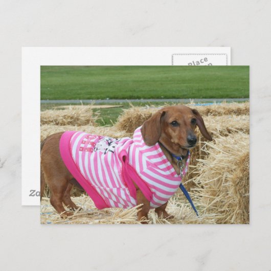 Dachshund Briefkaart (Voorkant / Achterkant)