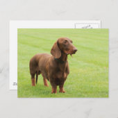 Dachshund Briefkaart (Voorkant / Achterkant)